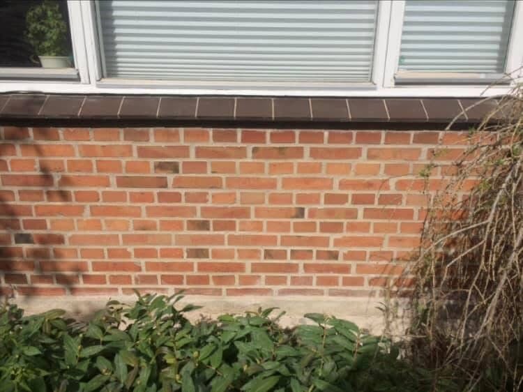 Brick wall below a window with metal blinds, surrounded by green plants and dried vines on the sides